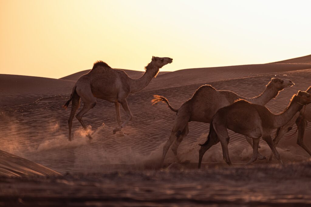 top 10 deserts in the world